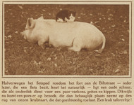 872799 Afbeelding van een slapend varken, met een kat op z'n rug, in de nabijheid van Fort De Bilt te Utrecht.